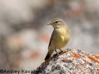 ��������� �������